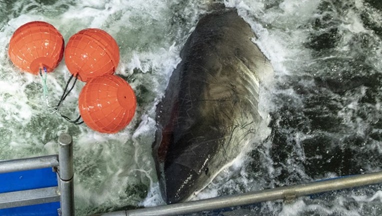 ff2cea37-ocearch_white shark caroline 3_032719_1553719320824.png-402429.jpg