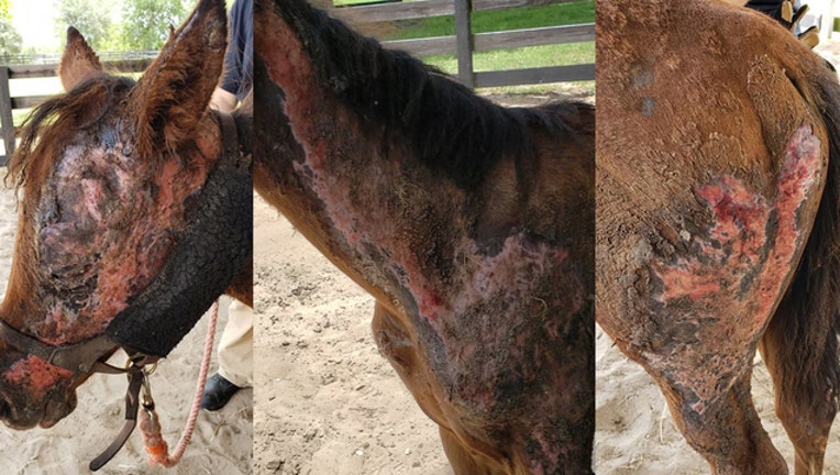 807f5585-williston-burned-horse-foal_1563337344134-402429.jpg