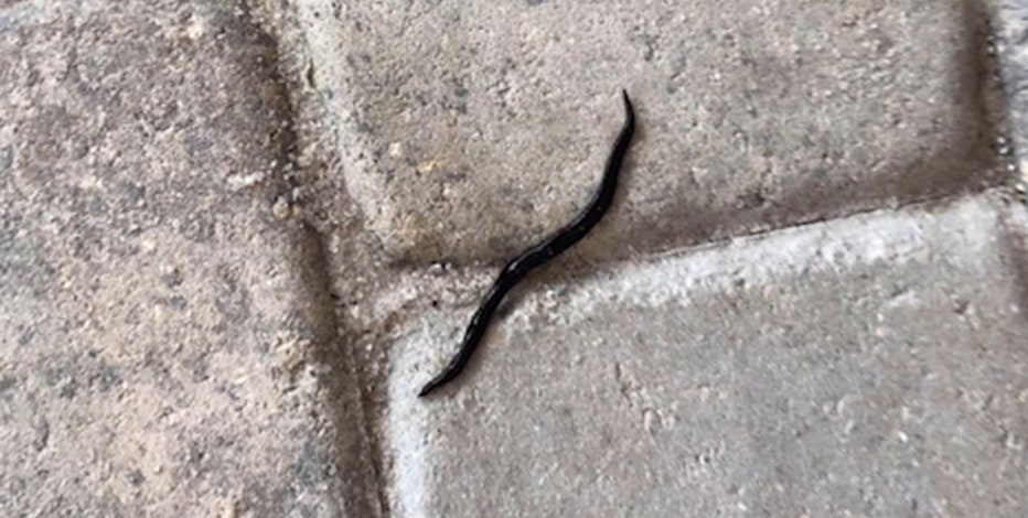 Little black worms in dog water dish 2025