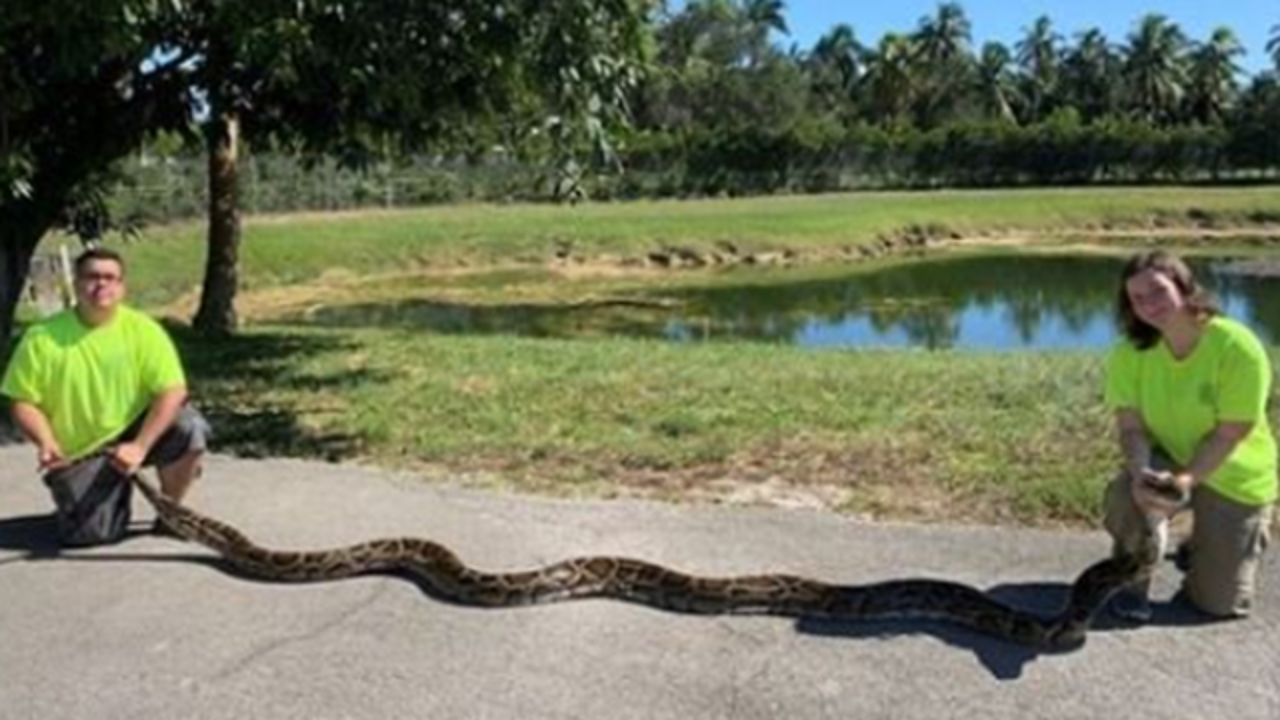 Team captures record-breaking 18-foot python in Florida | FOX 51 ...