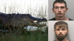 Report: Florida man pours beer in alligator's mouth, encourages it to bite him