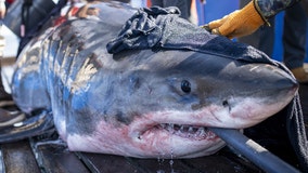 Great white shark that weighs over 2,000 pounds and is over 15-feet long pings off of Florida coast