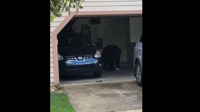 Bear walks into garage, eats Cool Whip and breakfast sausage