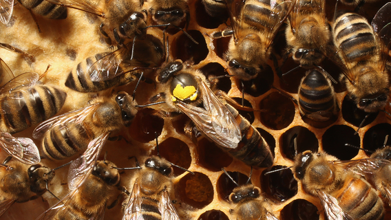 Bees have been declared the most important living things on earth