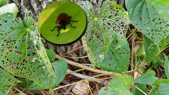 Orlando releases air potato leaf beetles to manage invasive weed