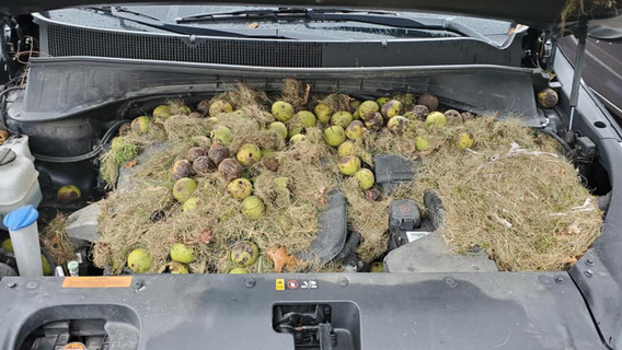 Pennsylvania squirrels hide more than 200 walnuts under SUV hood