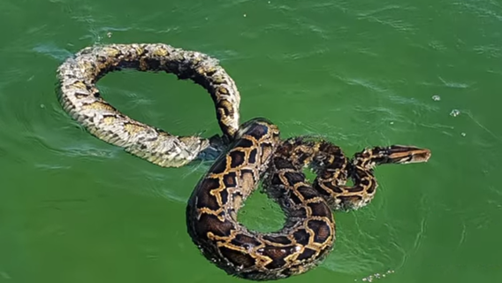 11-foot python found swimming in South Florida waters