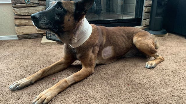 Police K-9 recovering after being stabbed twice by suspect during standoff