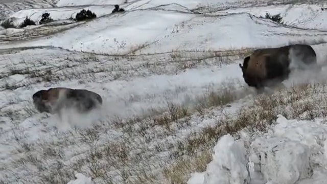 Bison released into territory at Badlands National Park for the first time in nearly 150 years