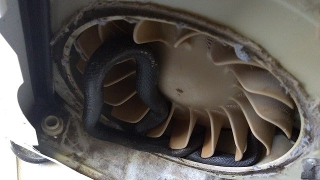 Florida man finds snake stuck in his clothes dryer