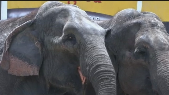 Elephant rides could face new rules