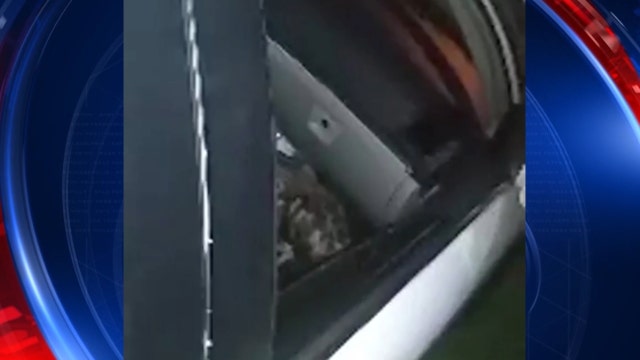 'It was coming at me': Hawk flies into Ocala woman's car while she was driving