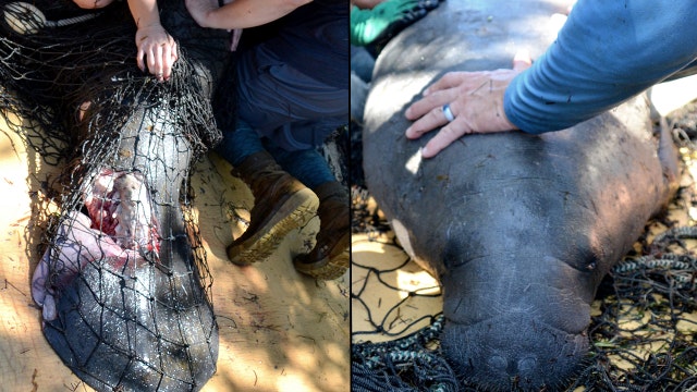 Manatee being treated after tail sliced open by boat propeller