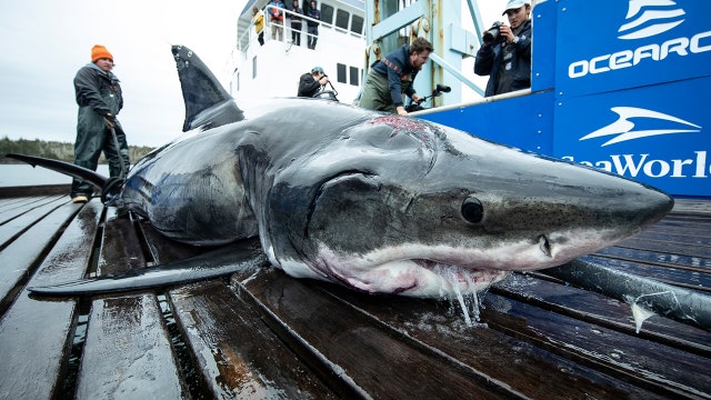 Great white shark bitten during encounters with other sharks in the Atlantic
