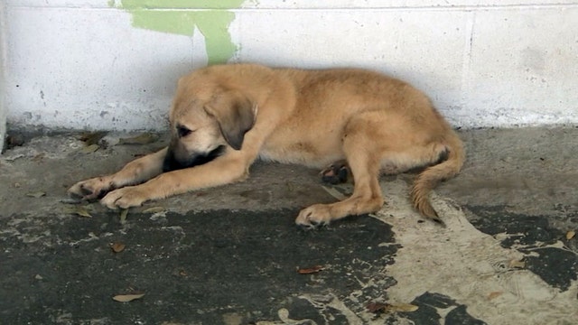 Bill aims to protect dogs during severe weather, hurricanes