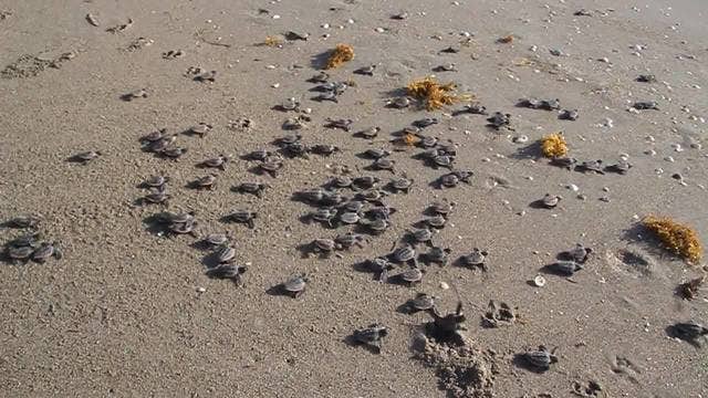 Hurricane Dorian washes out more than 8,000 sea turtle nests