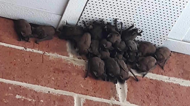 Marion County school dealing with bat problem