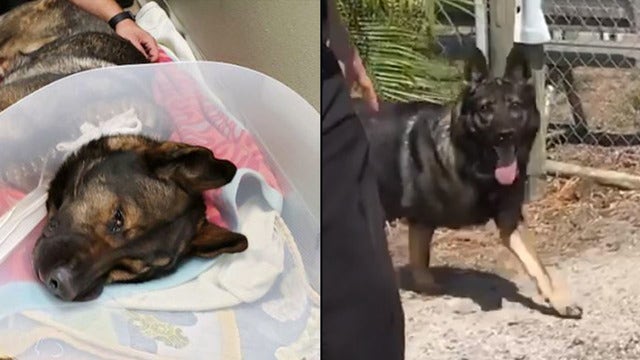 Florida K-9 shot by a suspect is back on the job 6 months later