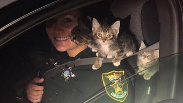 Kittens take a ride with St. Johns County deputy after being rescued