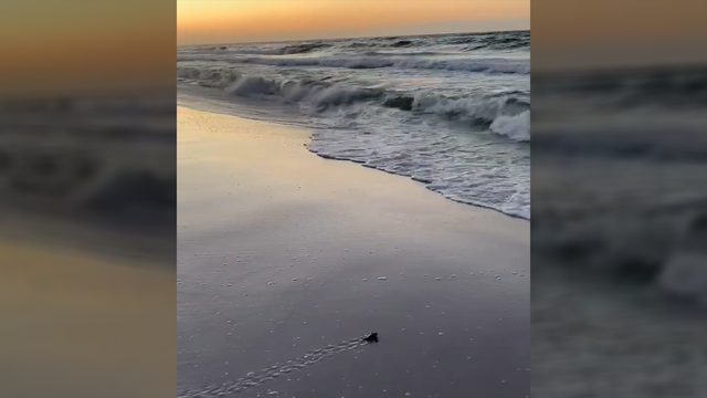 Adorable! Last baby sea turtle from nest runs to ocean in Florida