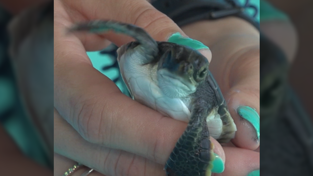Brevard Zoo caring for 39 sea turtles after habitat 'disrupted'