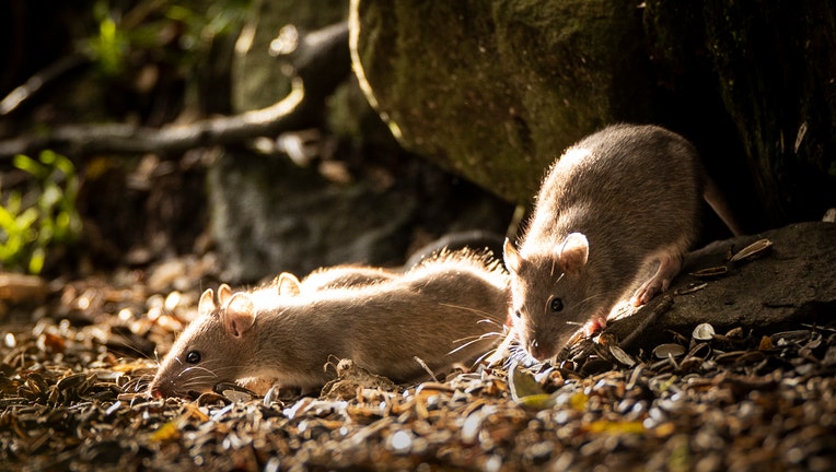 A baby rats in the Widdale Red Squirrel Reserve in North Yorkshire, as the UK red squirrel population declines. PA Photo. Issue date: Sunday October 27, 2019. Autumn is the best time to see red squirrels as they forage nuts to cache for the long winter months. The UK Squirrel Accord, a nationwide partnership looking to secure the future of the animal, estimates that there are around 140,000 red squirrels in the UK, where years ago there were several million. Kay Haw, the director of the group, told the PA news agency: ÒThe greatest threat to the UK's red squirrels is competition from and disease transmission by invasive non-native grey squirrels. See PA story NATURE Squirrels . Photo credit should read: Danny Lawson/PA Wire (Photo by Danny Lawson/PA Images via Getty Images)
