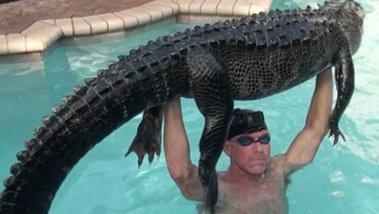 Paul-Bedard_gator-in-the-pool_101719.jpg