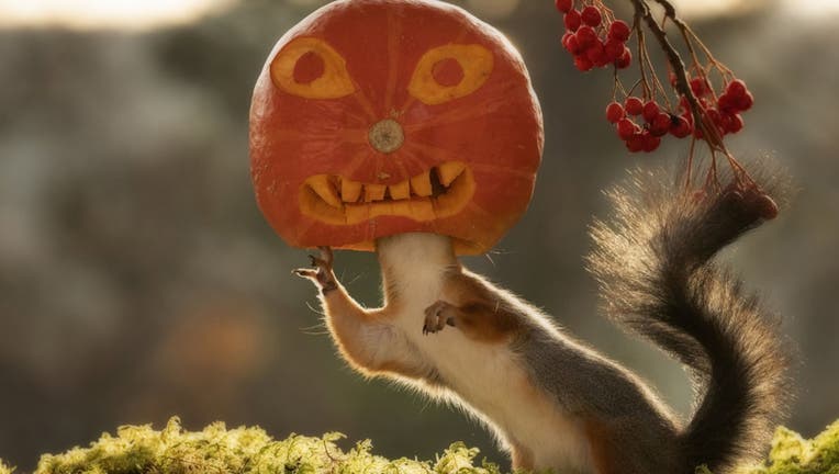 A photographer has snapped squirrels playing with pumpkins for Halloween.