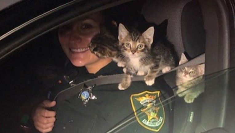 2cfe966e-kitten pd_1568640289674.png-402429.jpg