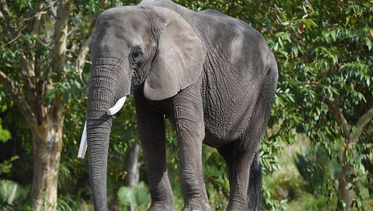 a6fa38e1-zoomiami_citatheelephant_0122519_1551122461460-401385-401385.jpg