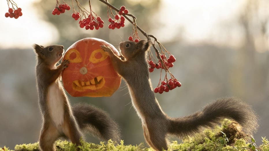 b698e97b-squirrel-pumpkin-2.jpg