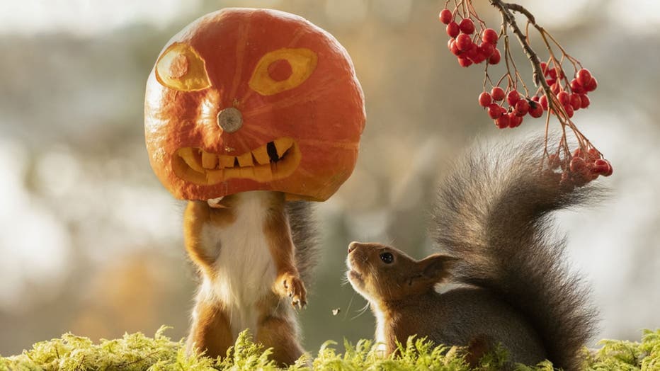 squirrel-pumpkin-1.jpg