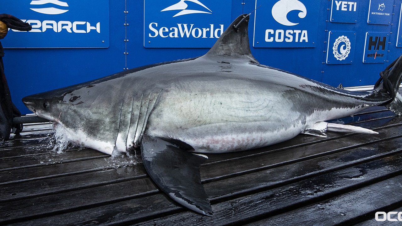 White shark weighing over 1,000 pounds pings off coast of New Smyrna Beach