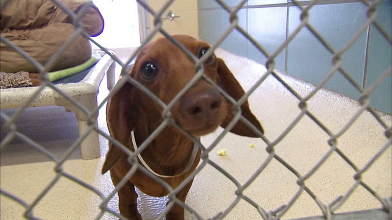 Florida program allows you to take a shelter pet home for the holidays
