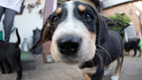 Yelling at dogs leaves them scared for the long-term, study reveals