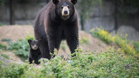 Florida bill adds teeth to fight against bear poaching