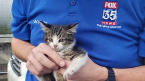 Kitten rescued from under hood of FOX 35 vehicle