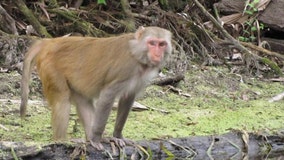 Florida kayakers encounter monkeys diving into river