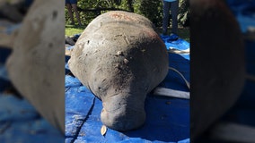 SeaWorld rescues distressed manatee from South Carolina community