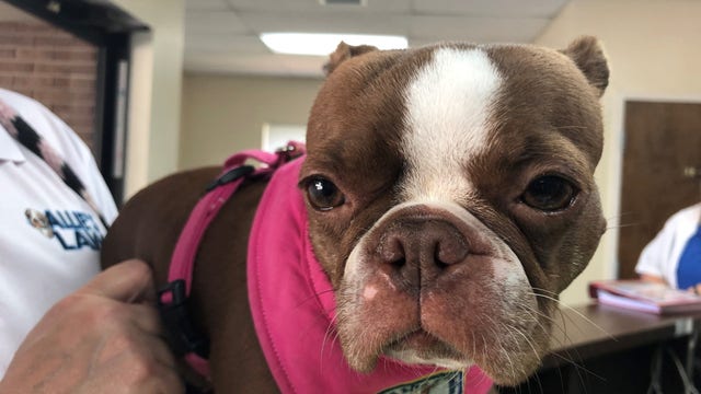 Orlando man creates 'Allie's Law' to mandate animal abuse reporting by veterinarians