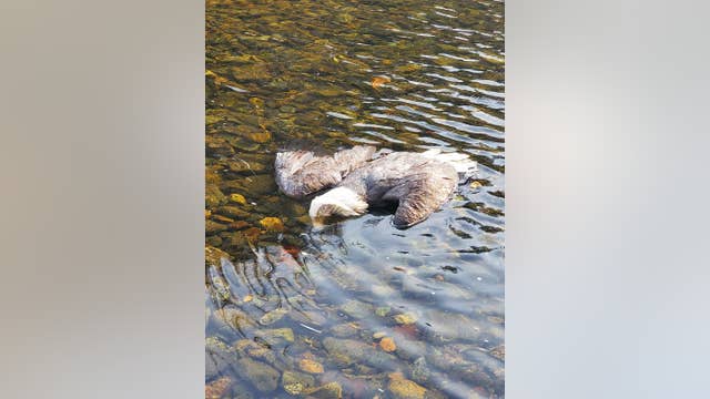 $2,500 reward offered after bald eagle found shot, killed