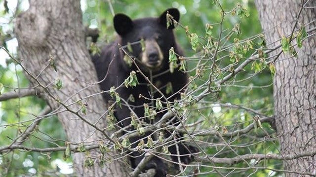 Bear management options include hunting in Florida