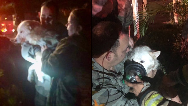 Children, service dog escape Orlando house fire, 3 dogs killed