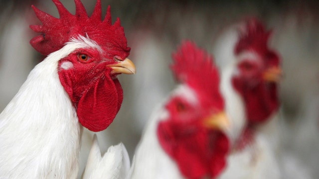 Florida woman files federal lawsuit to keep her emotional support chickens