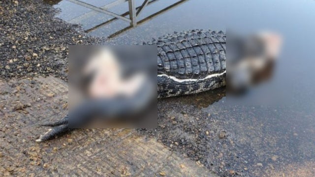 Mutilated alligator missing head, tail found in Florida