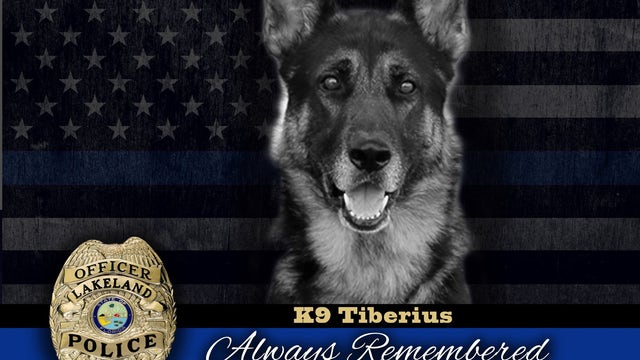 'Rest in peace, sweet boy': Lakeland police department mourns the loss of K-9 Tiberius