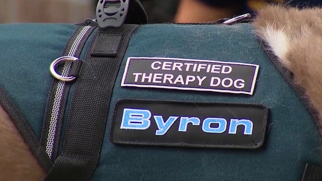 Proposed Florida bill cracks down on misuse of emotional support animal policies