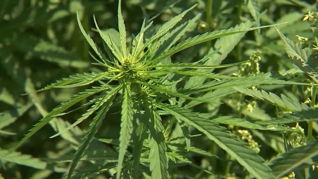 Backers say recreational pot issue not 'moot'
