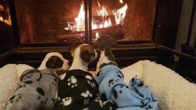 One puppy dies, 3 others rescued after being left out in the freezing cold