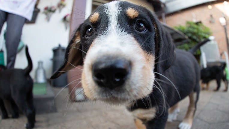 FILE: A puppy dog looks into the camera on July 12, 2019. Labrador Peggy and Bernese Mountain Dog Bronko had 13 offspring about eight weeks ago. (Photo by Friso Gentsch/dpa/picture alliance via Getty Images)